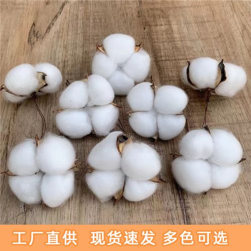 棉花干花仿真花拍摄道具单支棉花圣诞配饰工厂批发永生花干花花束