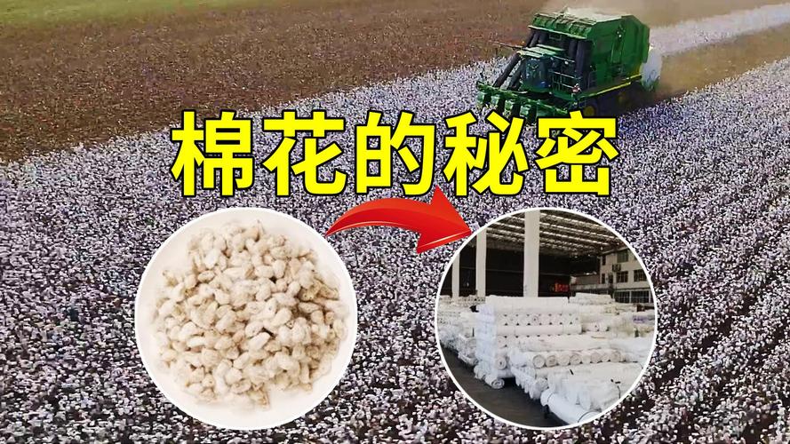 第22集棉花的现代化种植和加工